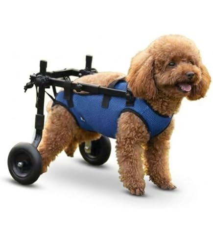Amazon.co.jp: MIKEART 犬用車椅子 歩行器 車いす 4輪 歩行補助 ペット